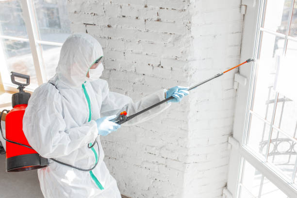 Best Mold Odor Removal Services  in Enosburg Falls, VT